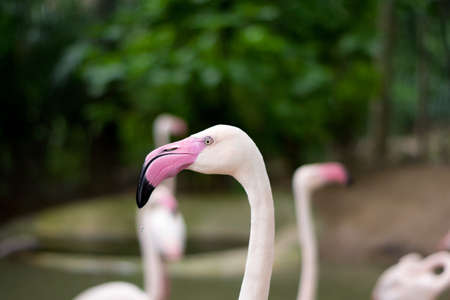 Closeup of a pink flamingo birdの写真素材