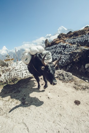 Yak on Himalayan mountain trek to Everest base campの写真素材