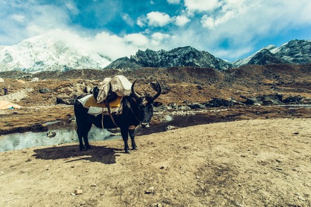 Yak on Himalayan mountain trek to Everest base campの写真素材