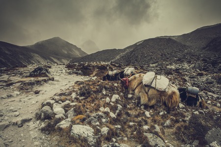 Yak on Himalayan mountain trek to Everest base campの写真素材