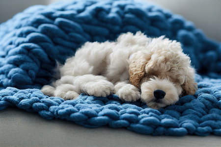 Cute baby poodle puppy slepping on on sofa under blanket.の素材