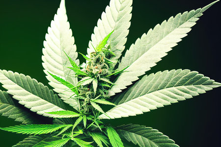 Cannabis plant close up on black background. Marijuana drug growth, illegal medicine, nature conceptの素材