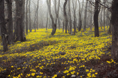 Forest glade with wild flowers growing in grassの素材