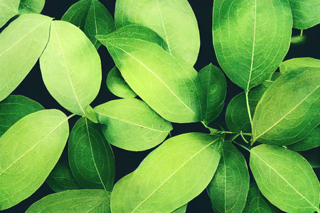Bright green leaves of growing plants closeup background 3D render digital illustrationの素材