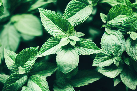 Tops with leaves of fresh sprigs of peppermint close-up with veins.の素材