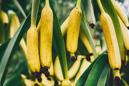 Ripe bananas on a branch close-up, bright tropical shotの素材
