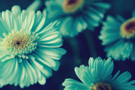 Beautiful gerbera flowers of turquoise color on dark backgroundの素材