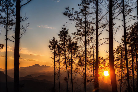 Tall trees and misty haze in quiet misty forestの素材