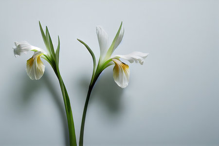 Snow-white iris flower with green stem on white backgroundの素材