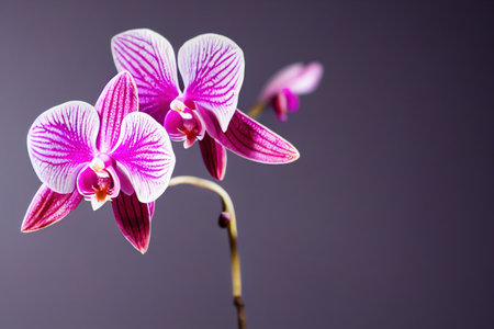 Pink orchid flowers with white veins on gray backgroundの素材