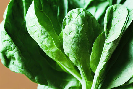 Large fresh leaves of healthy spinach for making organic saladの素材