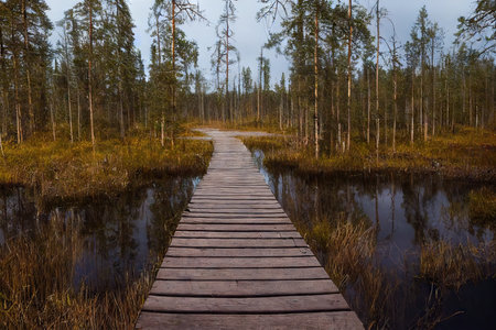 Duckboards path in forest passing through lake between treesの素材