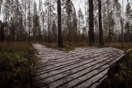 Grey duckboards path in forest among slender tall treesの素材