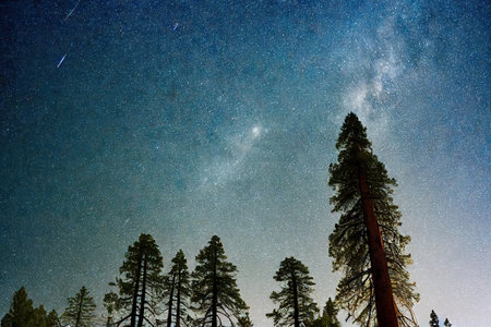 Tall mighty sequoia forest trees against blue skyの素材