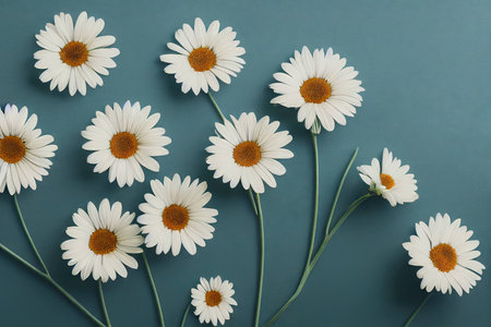 Delicate chamomile flowers with snow-white petals on light blue backgroundの素材