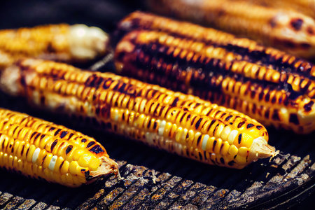 Appetizing golden heads of grilled corn on metal grateの素材