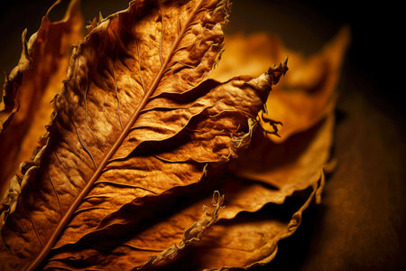 Dry tobacco leaves for home making cigarsの素材