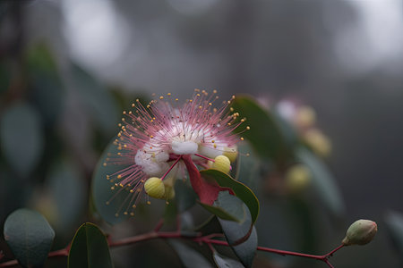 eucalyptus flower blooming in the misty morning fog, created with generative aiの素材