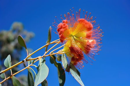 brightly colored eucalyptus flower against blue sky, created with generative aiの素材