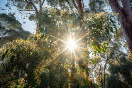 eucalyptus tree with sunbeams shining through the flowers, created with generative aiの素材