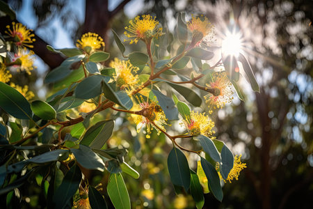 eucalyptus tree with sunbeams shining through the flowers, created with generative aiの素材