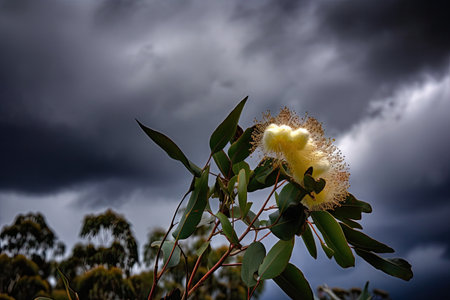 eucalyptus flower against a dramatic sky, with storm clouds rolling in, created with generative aiの素材