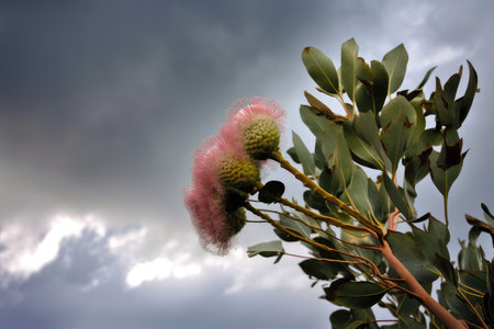 eucalyptus flower against a dramatic sky, with storm clouds rolling in, created with generative aiの素材