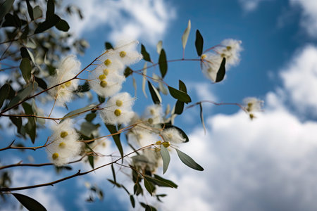 eucalyptus blossoms in the wind, with clouds and blue sky in the background, created with generative aiの素材