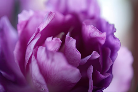 close-up of eustoma bloom, with its delicate petals and intricate detail in focus, created with generative aiの素材