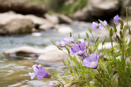 eustoma bloom along tranquil mountain stream, created with generative aiの素材