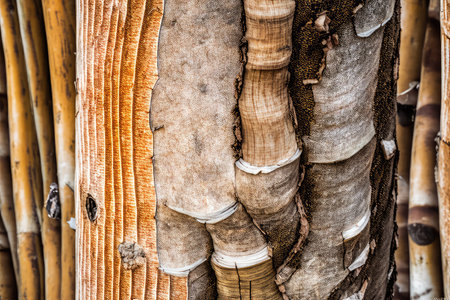 close-up of bamboo forest tree trunk, with the delicate and intricate patterns of its bark clearly visible, created with generative aiの素材