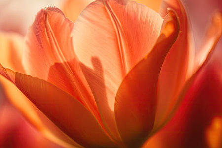 close-up of delicate spring tulip petals, with sunrays shining through, created with generative aiの素材