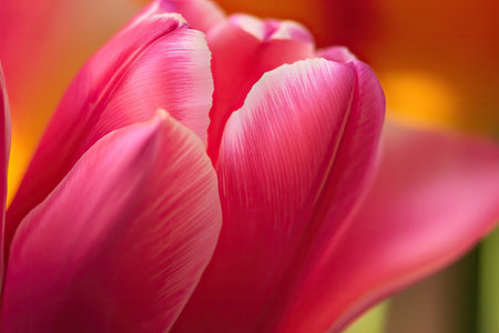 close-up of delicate spring tulip, its petals in full bloom, created with generative aiの素材