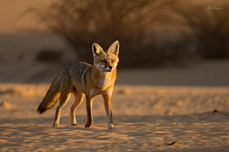 desert fox hunting for dinner in the hot and dry dessrt, created with generative aiの素材