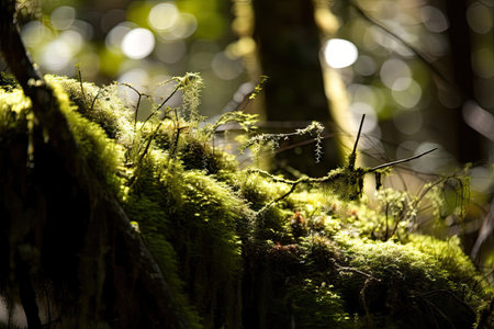 close-up of moss, with sunlight filtering through the trees, created with generative aiの素材