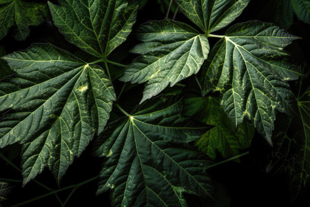 close-up of plant leaf explosion, with individual leaves in full detail, created with generative aiの素材