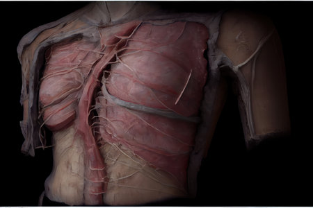 scarred torso, with visible and stitches from past, created with generative aiの素材