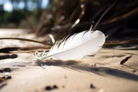 white feather blanketing a beach or forest floor, created with generative aiの素材