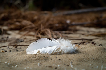 white feather blanketing a beach or forest floor, created with generative aiの素材