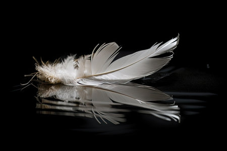 white feather floating in still water on black background, created with generative aiの素材