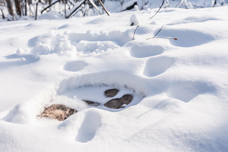 close-up of deer hoof print in the snow, created with generative aiの素材