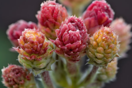close-up of a variety of buds in bloom, with different textures and colors, created with generative aiの素材
