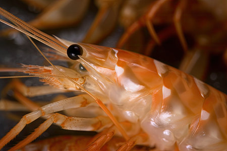 close-up of tiger shrimp prawns claws and legs, created with generative aiの素材