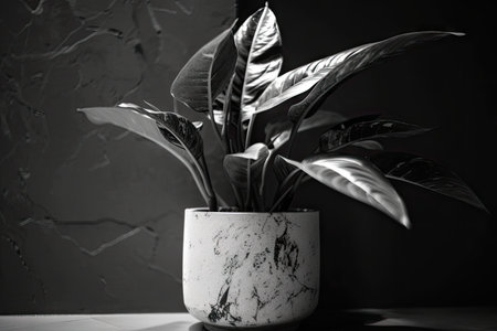abstract black and white photo of houseplant in concrete flowerpot, created with generative aiの素材