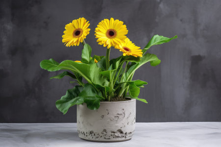 yellow gerbera surrounded by green foliage in concrete flowerpot, created with generative aiの素材