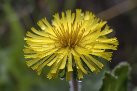 close-up of dandelion, a drought-tolerant and native plant, created with generative aiの素材