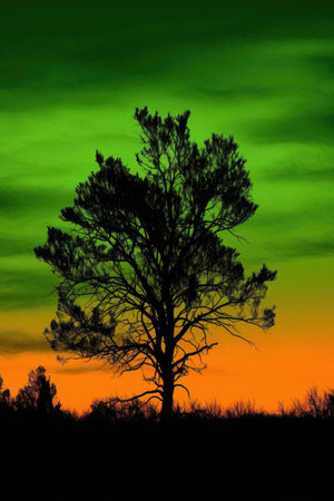 green and black silhouette of a tree on an orange sunset background, created with generative aiの素材