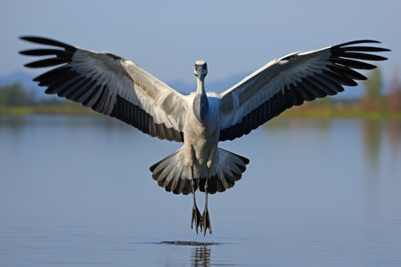 bird taking its inaugural flightの素材