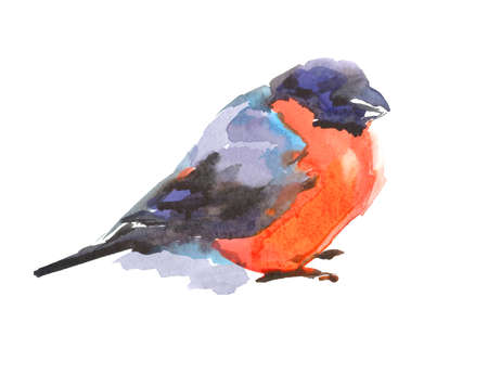 Bullfinch bird. Watercolor sketch. Isolated on a white background.の写真素材