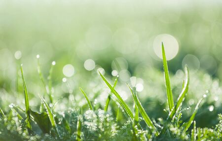 mirroring in the dewy green grassの写真素材